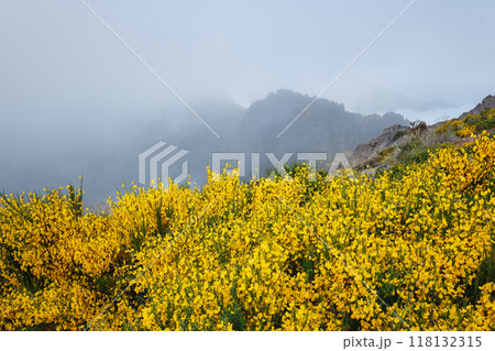 View of Madeira mountains in clouds with blooming Cytisus shrubs, Portugal 118132315