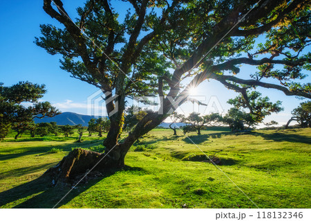 Fanal forest trees on Madeira island, Portugal Fanal forest trees on Madeira island, Portugal 118132346