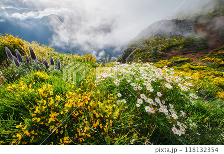Madeira landscape with daisy flowers and blooming Cytisus shrubs, Portugal 118132354