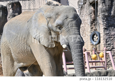 アフリカゾウ　多摩動物公園 118132510