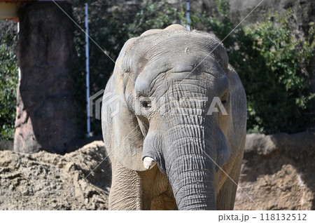 アフリカゾウのアップ 多摩動物公園 アフリカゾウのアップ 多摩動物公園 118132512
