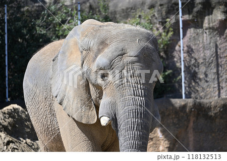 アフリカゾウのアップ　多摩動物公園 118132513