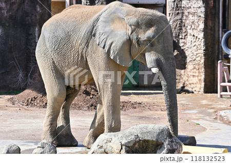 アフリカゾウ　多摩動物公園 118132523