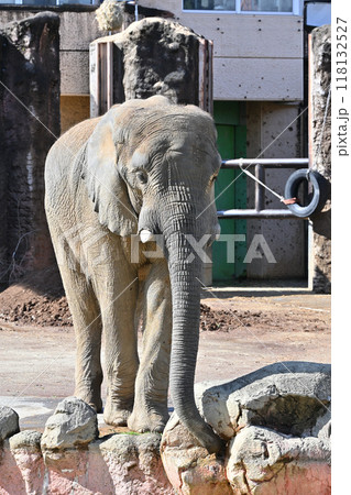 アフリカゾウ　多摩動物公園 118132527