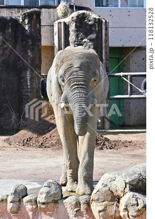 アフリカゾウ　多摩動物公園 118132528