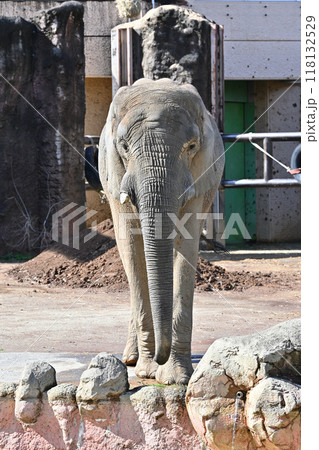 アフリカゾウ　多摩動物公園 118132529