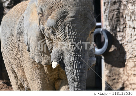 アフリカゾウのアップ 多摩動物公園 アフリカゾウのアップ 多摩動物公園 118132536