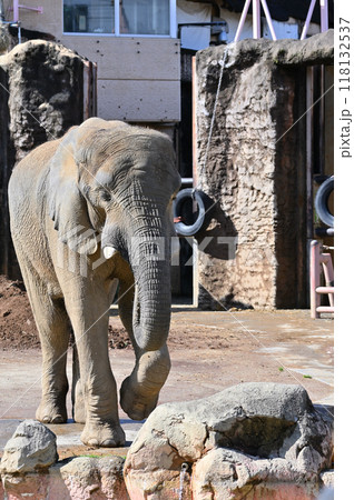 アフリカゾウ 多摩動物公園 アフリカゾウ 多摩動物公園 118132537