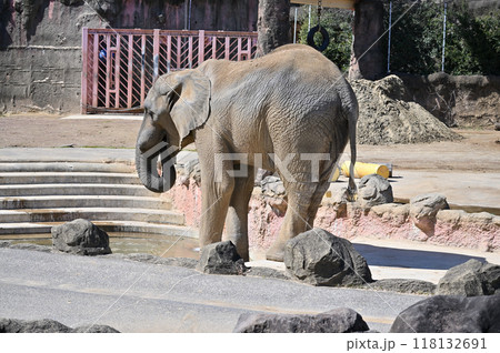水を飲むアフリカゾウ　多摩動物公園 118132691