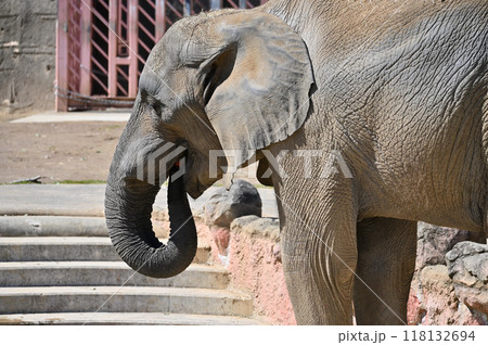 水を飲むアフリカゾウ　多摩動物公園 118132694