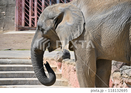 水を飲むアフリカゾウ 多摩動物公園 水を飲むアフリカゾウ 多摩動物公園 118132695