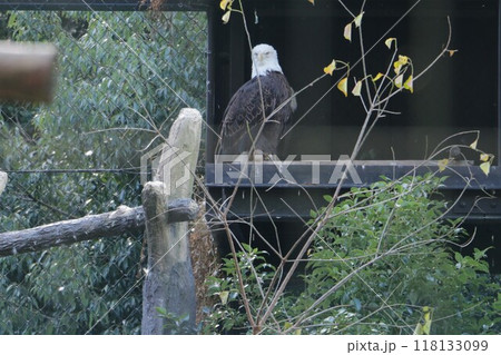 空の王者ハクトウワシ 118133099