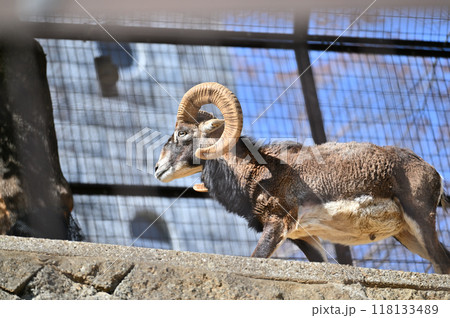 ムフロン（オス）多摩動物公園 118133489
