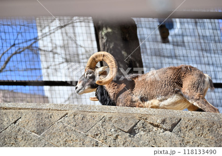 ムフロン（オス）多摩動物公園 118133490