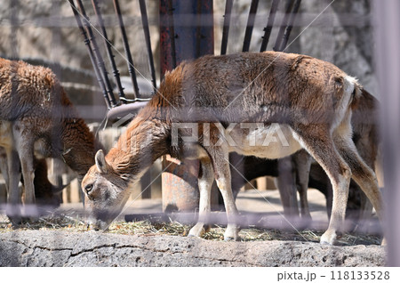 ムフロン(メス)多摩動物公園 ムフロン(メス)多摩動物公園 118133528