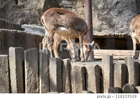 ムフロン(メス)多摩動物公園 ムフロン(メス)多摩動物公園 118133529