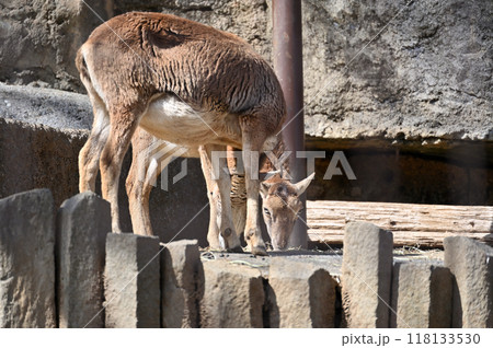 ムフロン(メス)多摩動物公園 ムフロン(メス)多摩動物公園 118133530