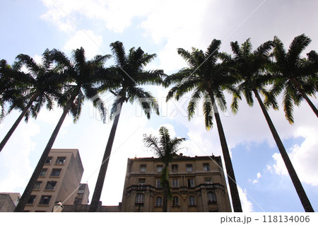 サンパウロ市内で茂るヤシの木 サンパウロ市内で茂るヤシの木 118134006