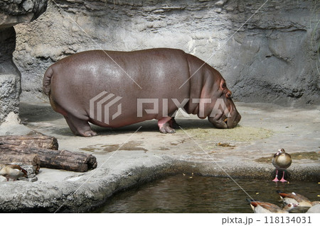 大阪天王寺動物園の夏 118134031