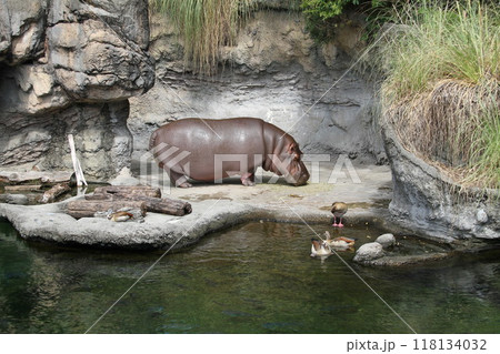大阪天王寺動物園の夏 118134032