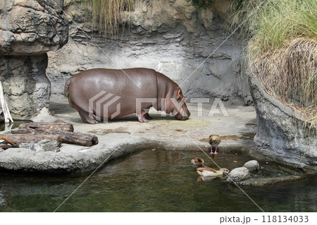 大阪天王寺動物園の夏 118134033