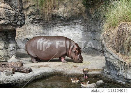 大阪天王寺動物園の夏 118134034