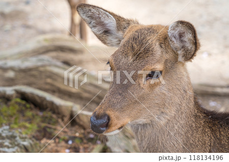 日本の奈良県の奈良公園で暮らす可愛い鹿 118134196