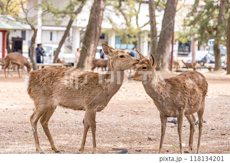 日本の奈良県の奈良公園で暮らす可愛い鹿 118134201