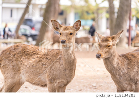 日本の奈良県の奈良公園で暮らす可愛い鹿たち 118134203