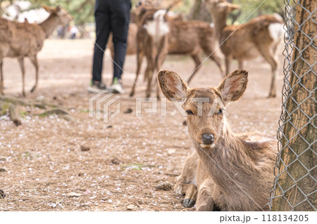 日本の奈良県の奈良公園で暮らす可愛い鹿 118134205