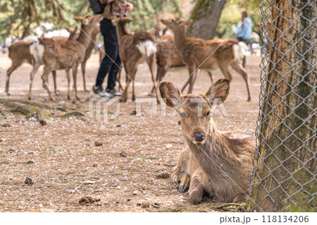 日本の奈良県の奈良公園で暮らす可愛い鹿 118134206