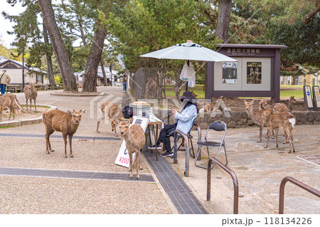 鹿せんべい屋の周りで待機する奈良公園の鹿 鹿せんべい屋の周りで待機する奈良公園の鹿 118134226