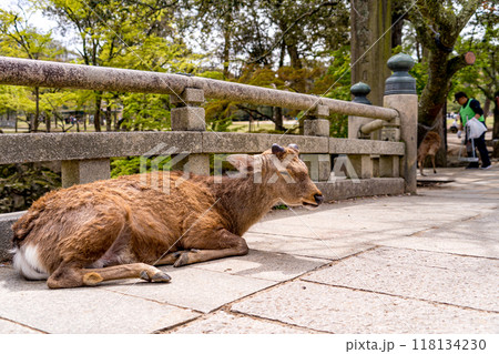お腹が空いて餌を探す奈良公園の鹿 お腹が空いて餌を探す奈良公園の鹿 118134230