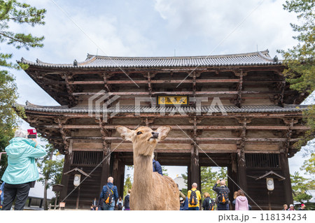 奈良公園で暮らす可愛い鹿と東大寺の南大門 奈良公園で暮らす可愛い鹿と東大寺の南大門 118134234