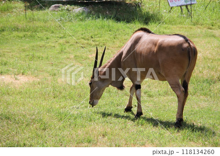 大阪天王寺動物園の夏 大阪天王寺動物園の夏 118134260