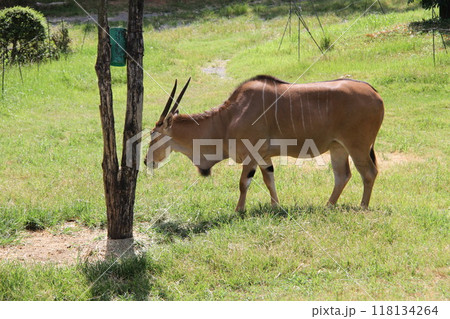 大阪天王寺動物園の夏 118134264