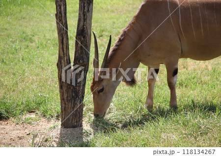 大阪天王寺動物園の夏 118134267
