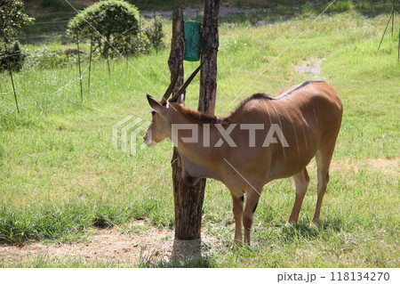 大阪天王寺動物園の夏 118134270