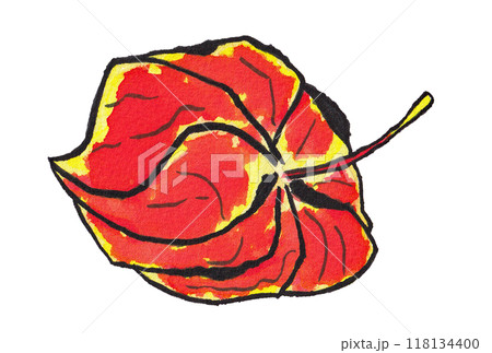 手描きの水彩画(絵手紙)「ホオズキ」 手描きの水彩画(絵手紙)「ホオズキ」 118134400