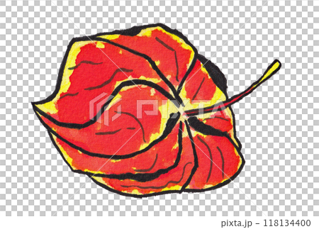 手描きの水彩画(絵手紙)「ホオズキ」 手描きの水彩画(絵手紙)「ホオズキ」 118134400