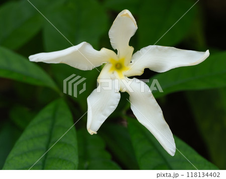 甘い香りの白いタベルナモンタナの花が咲く 118134402