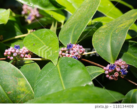 愛らしい小さなコメツブノボタンの花 愛らしい小さなコメツブノボタンの花 118134409