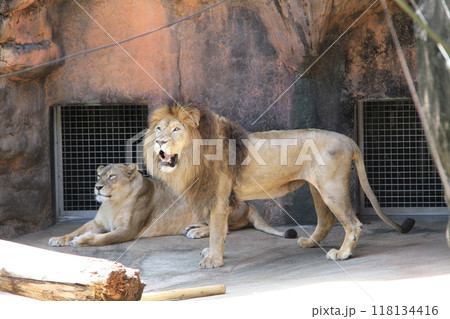 大阪天王寺動物園の夏 118134416