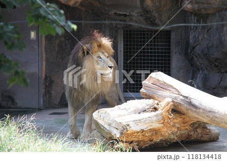 大阪天王寺動物園の夏 大阪天王寺動物園の夏 118134418