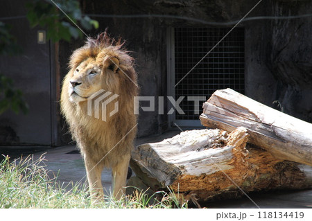 大阪天王寺動物園の夏 118134419