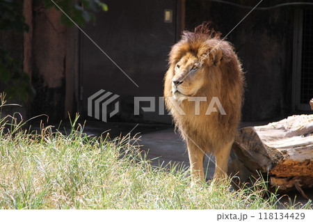 大阪天王寺動物園の夏 大阪天王寺動物園の夏 118134429