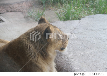 大阪天王寺動物園の夏 118134435