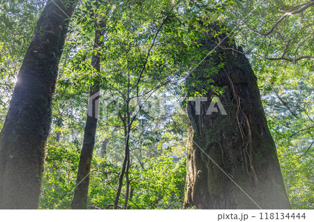 屋久島白谷雲水峡 木漏れ日と立ち枯れ屋久杉(秋) 屋久島白谷雲水峡 木漏れ日と立ち枯れ屋久杉(秋) 118134444