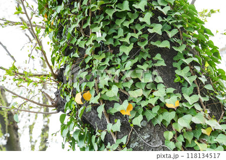 木にまとわりついた蔦 118134517