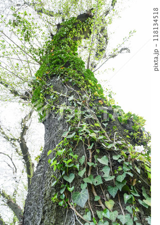 うねりながら成長した樹木 118134518